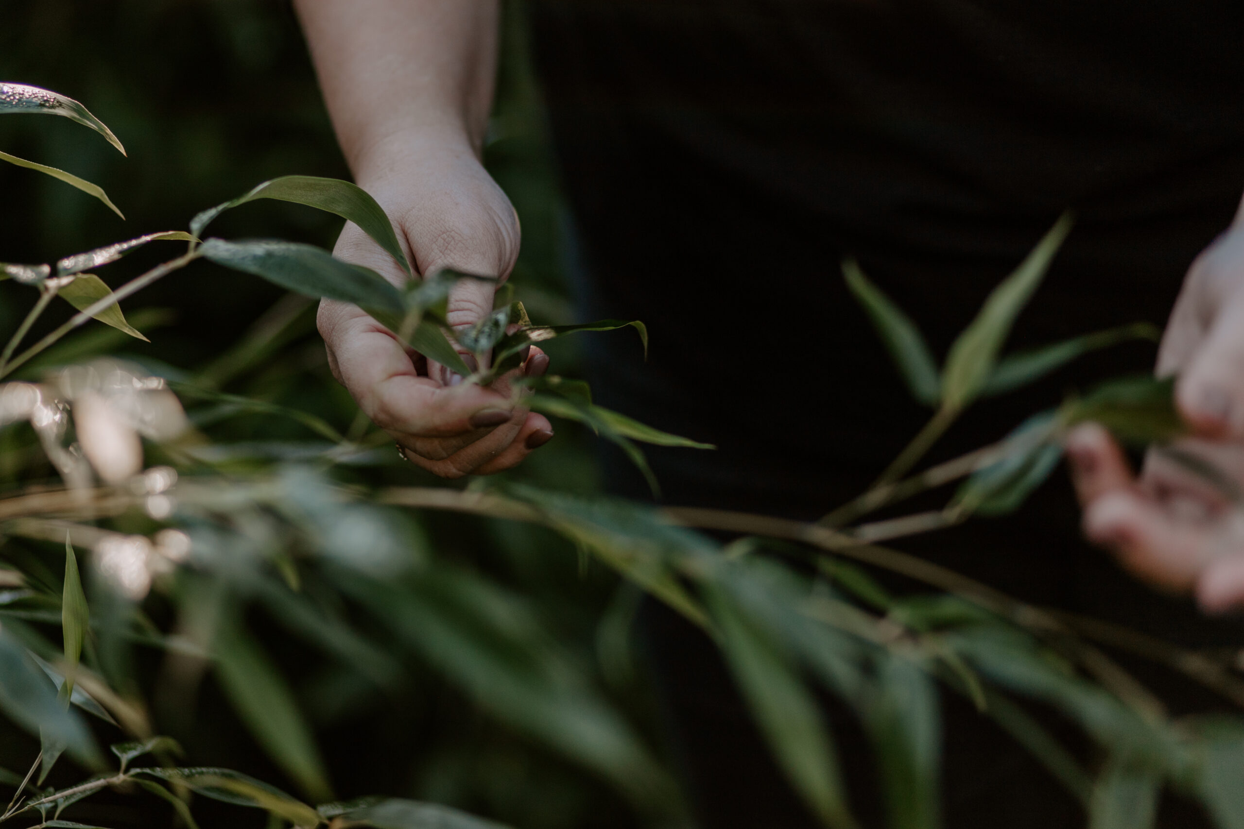 hands touching plants as a horticultural therapist