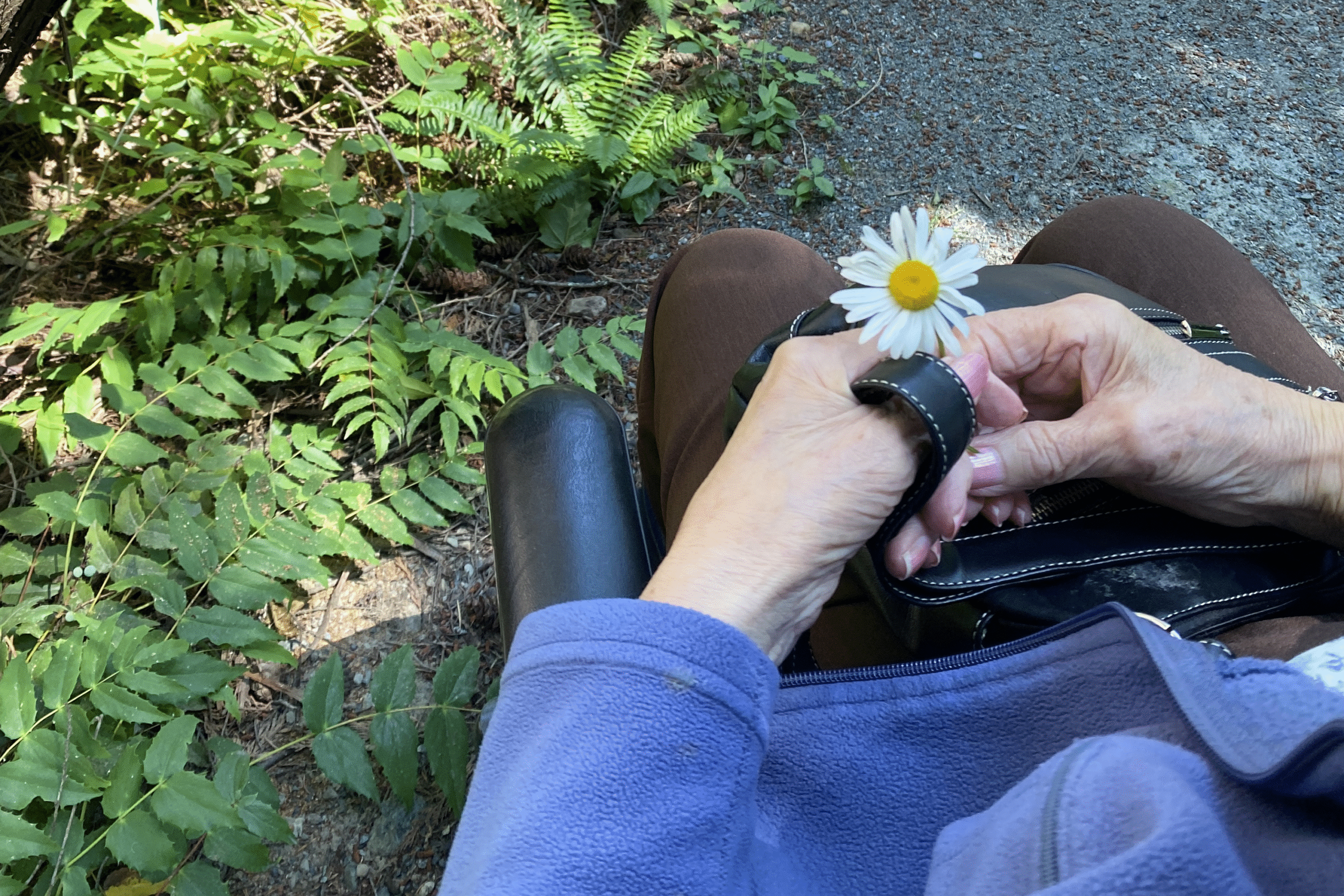 An elderly hand holds a small daisy as they sit in a nature area- in dappled shade- beside a birdhouse with an open door.