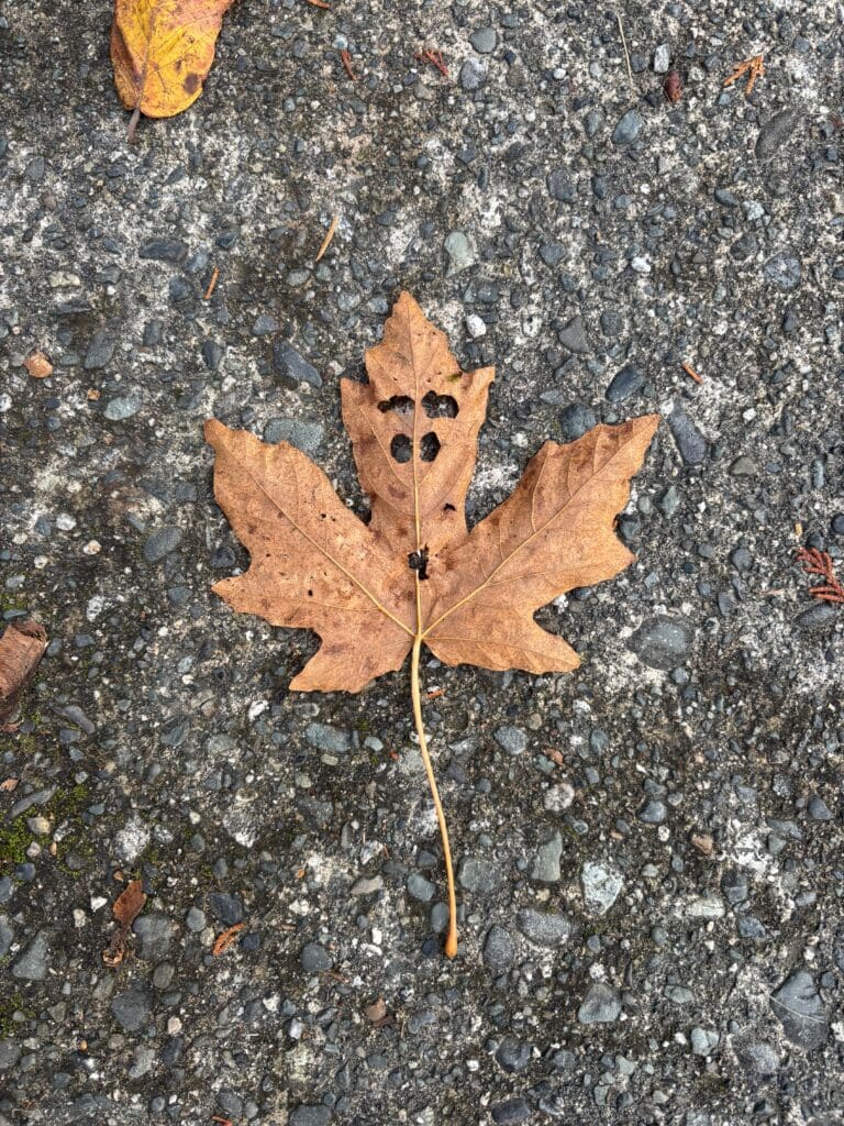 Autumn fall smiling leaf